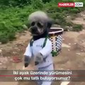 İki Ayak Üzerinde Duran Köpeklerin Eğitimi