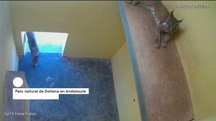 Feux de forêt en Espagne : deux lynx ibériques apeurés trouvent un refuge