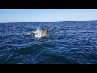 Large Pod of Dolphins Follows Boaters in Blackpool