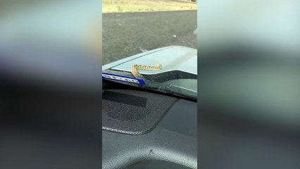 Un serpent sort du capot de la voiture en plein milieu de la route !