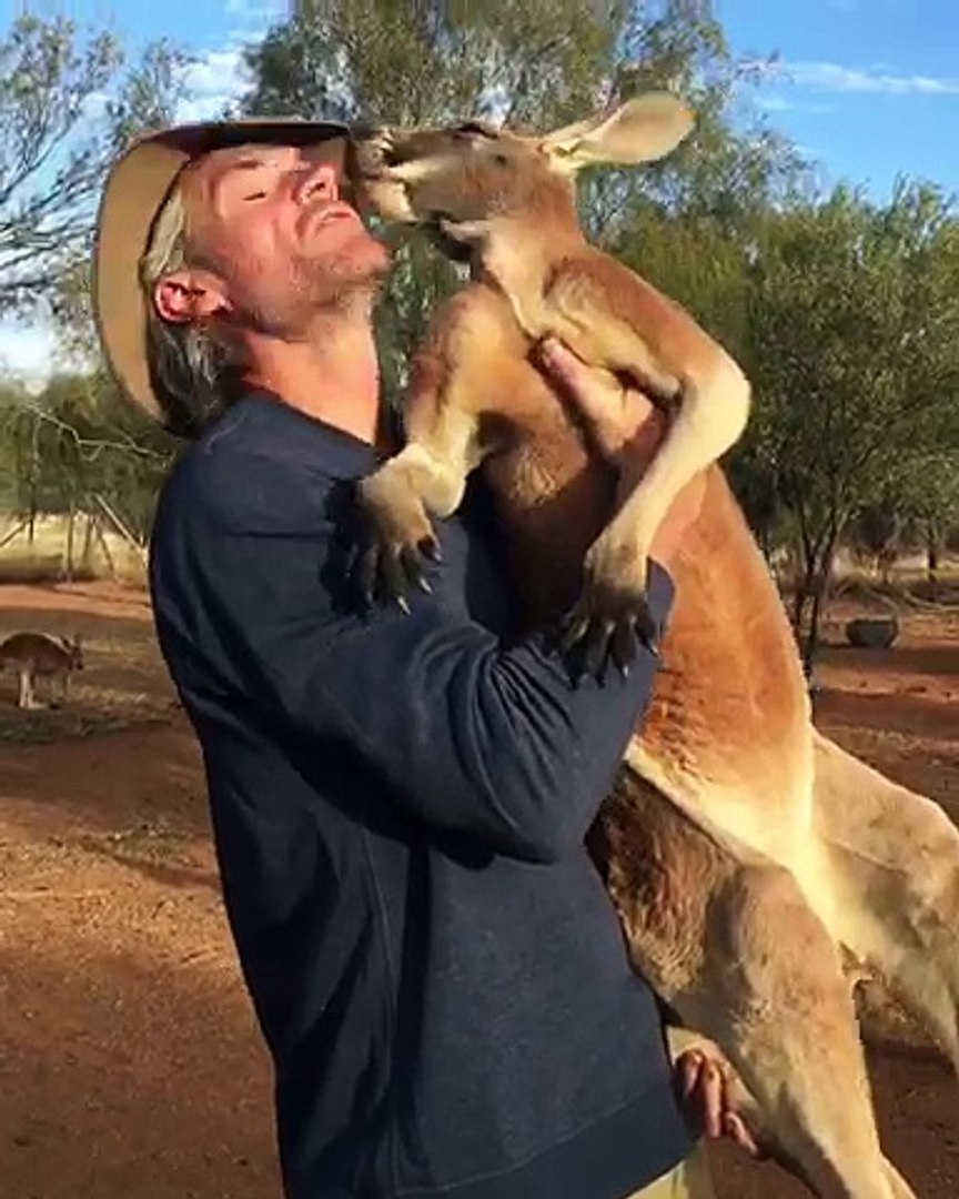 Kenguru jinsiy aloqa video