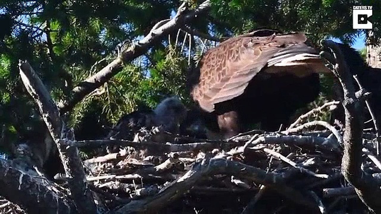 Anne Kartalın Yavru Şahini Ağzıyla Beslemesi