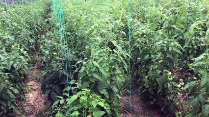 Domates serasında dikkat edilmesi gerekenler