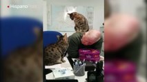 Gatos decidieron batallar por el amor de su dueño sobre la espalda de este