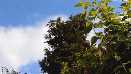 Bahçesinde Bulduğu Kargaları Elleriyle Besliyor