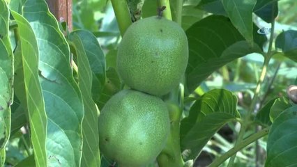 Bursa ve Çevresine 30 Bin Ceviz Fidanı