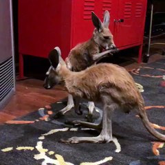 Kangaroos Huddle Around Heater