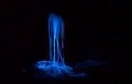 Bioluminescence Phenomenon Creates Dazzling Waters in Tasmania