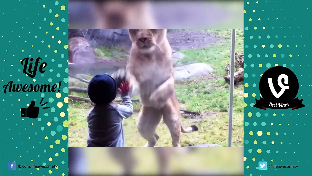 Try Not To Laugh Funny Animals Vines - Best Vine Compilation 2017 | Funny Kids at the Zoo Edition