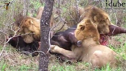 3 Erkek Aslanın Bufaloyu Canlı Canlı Yemeye Başlaması