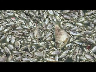 Peces Muertos en Dolores Hidalgo