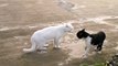 CATFIGHT ★ FUNNY Cat Fights (HD) [Funny Pets]