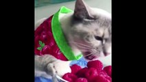 Funny Cats - Russian Edition 2017