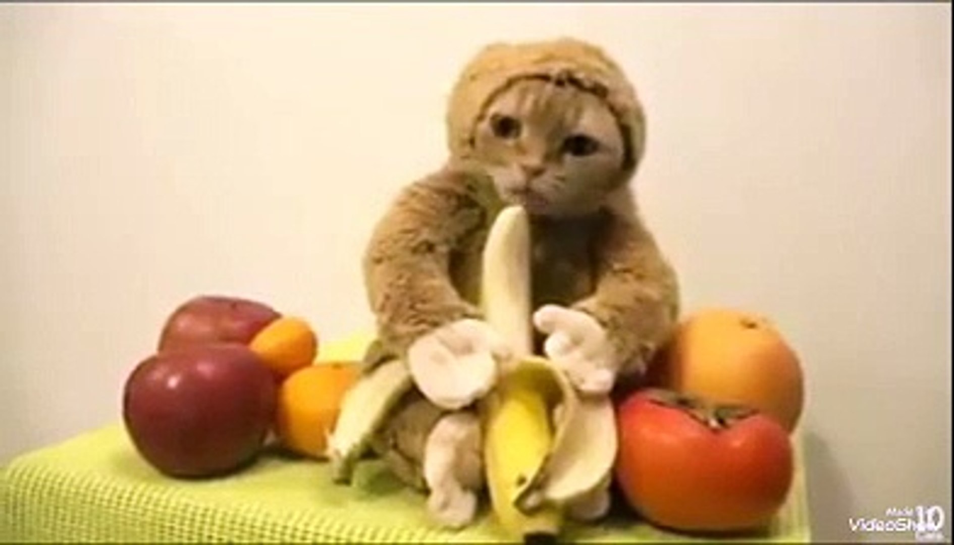 ลิง! Cat. Funny cat
