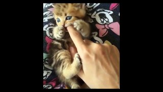 FUNNY Cats | Best FUNNY Cat Videos Ever  | FUNNY Kitty Cat Vines Compilation №64
