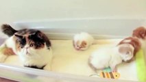 Kittens Talking and h their Moms Compilation _ Cat mom hugs baby kitten