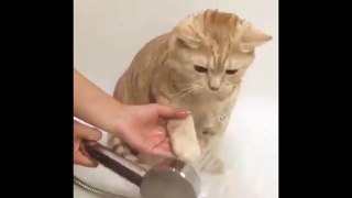 Funnth _ Cats That LOVE Water Compilation