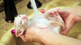 Funny Cats Enjoyat LOVE Water Compilation