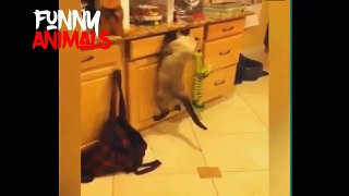 Cat Vines - Funny Cats Compilation 2017 - Best Funny Cat  Vines Videos | Funny Vines | Funny Animal