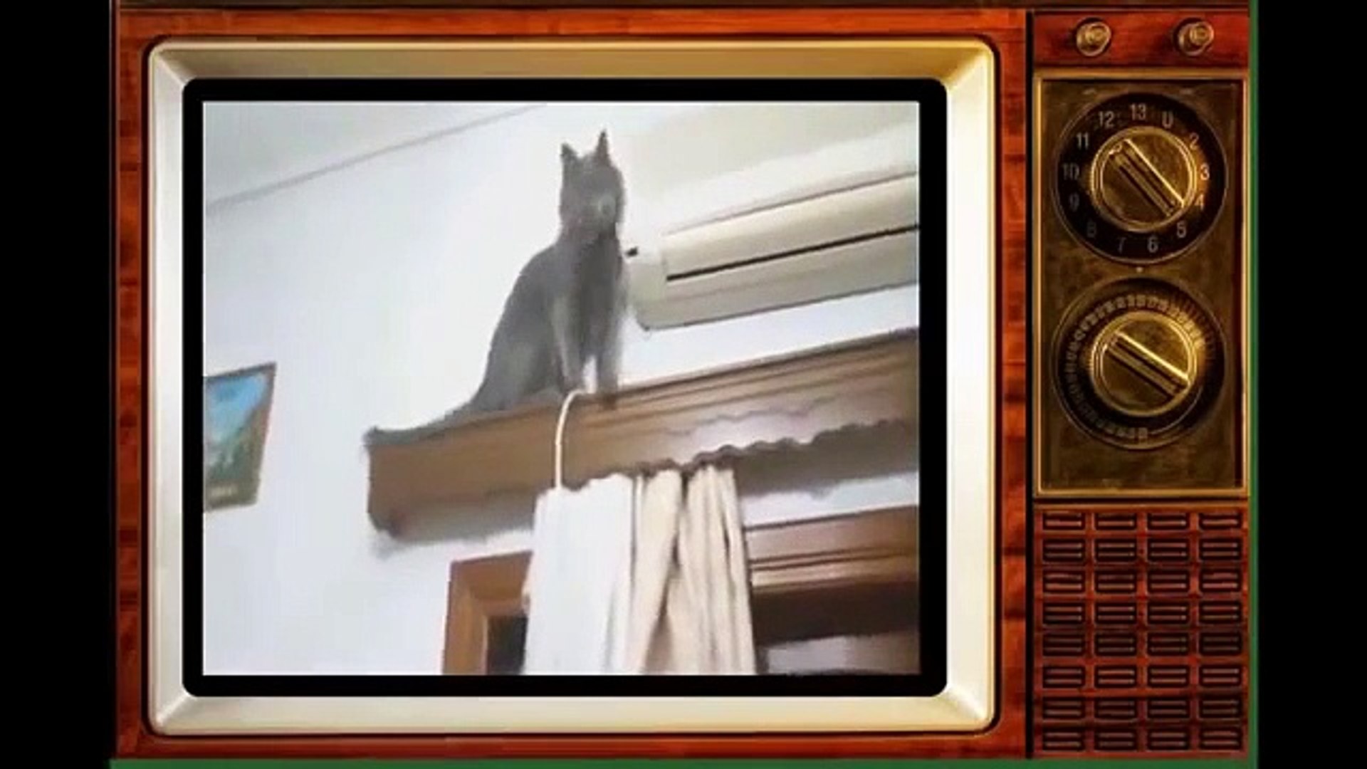 - Funny Cats Video - Funny Cat V