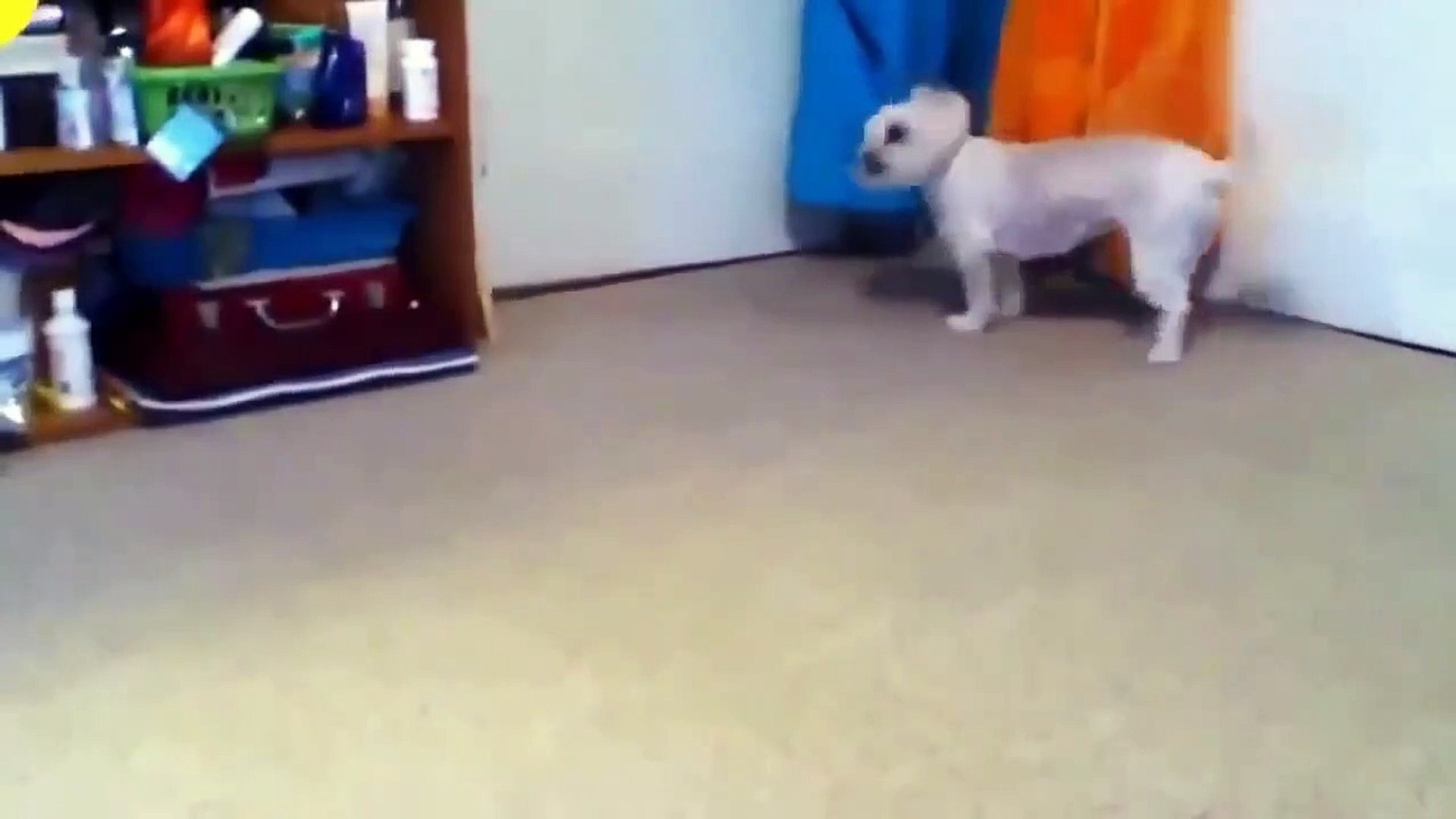 Funny dog videosdfgrD