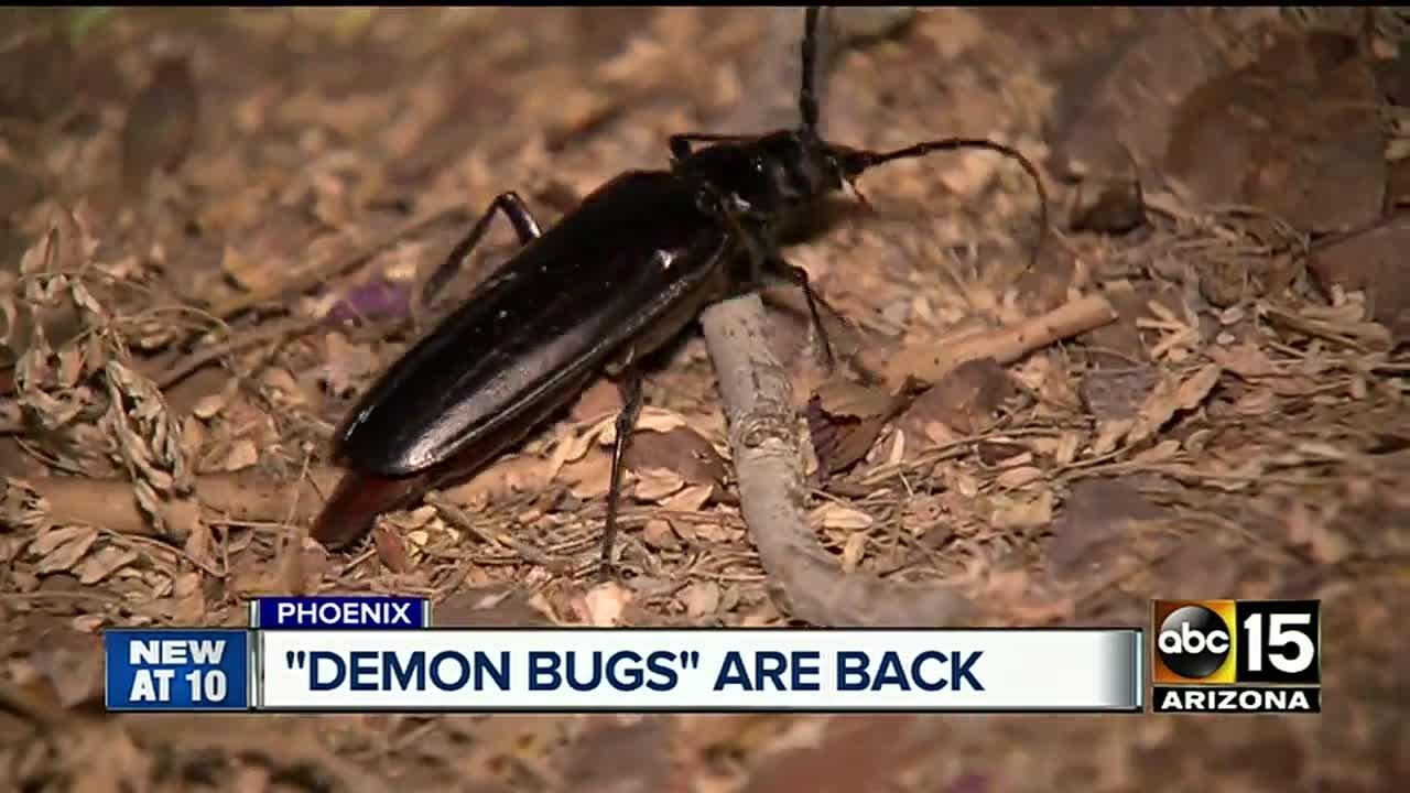Palo Verde Beetles are back, just in time to mate video Dailymotion