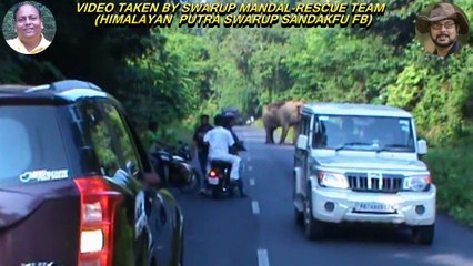 Elephant Chasing Due To Foolish Activity.