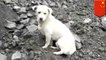 Loyal dog waits for lost owner after landslide buries village in China