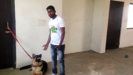 How To Train Your DBARKING in Hindi _ dog training in