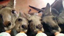 Ces bébé kangourous qui boivent leur biberons vont faire votre journée! Adorable