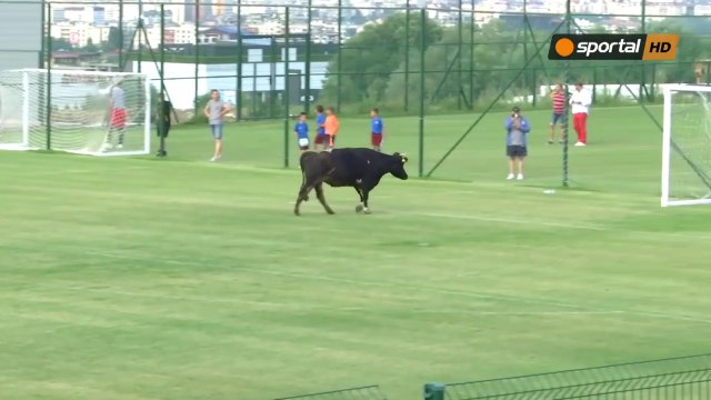 Quand une vache se pointe en plein match de foot en Bulgarie !