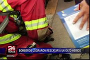 Bomberos lograron rescatar a un gato tras incendio en galería 