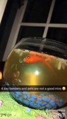 60 millions de personnes ont regardé ces funérailles de ce poissons qui tournent mal