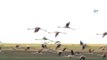Avrupa'da Nesli Tükenme Noktasına Gelen Flamingoların Yeni Adresi Tuz Gölü