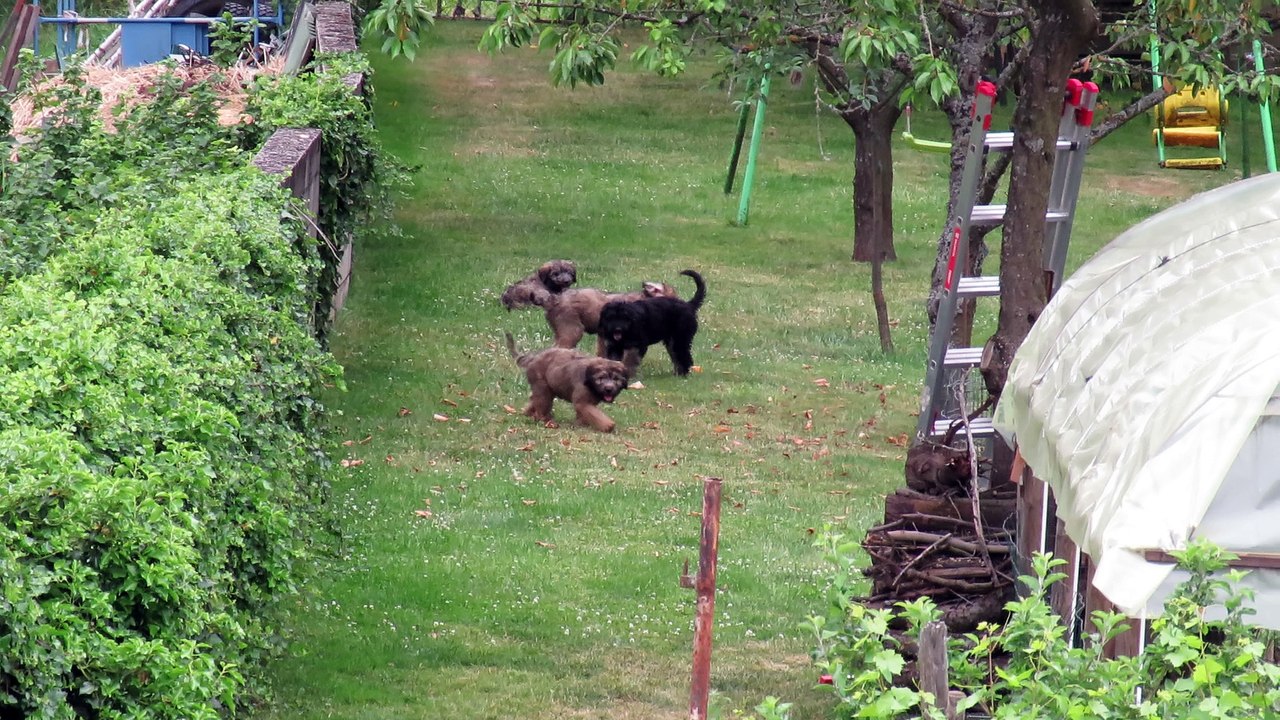Partie de jeu au jardin. (chiots berger catalan 2017)