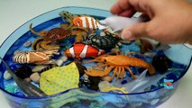 Playmobil Raft Build and Play in the Pool │Learn Sea Animals Toys For Kids Children