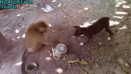 monkey vs dog funny VID-20170617-WA0007