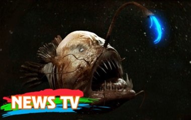 Top 5 loài vật đáng sợ nhất thế giới