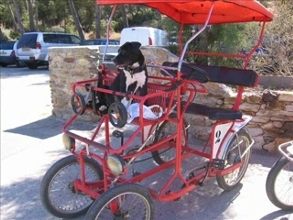 cayna staff américain