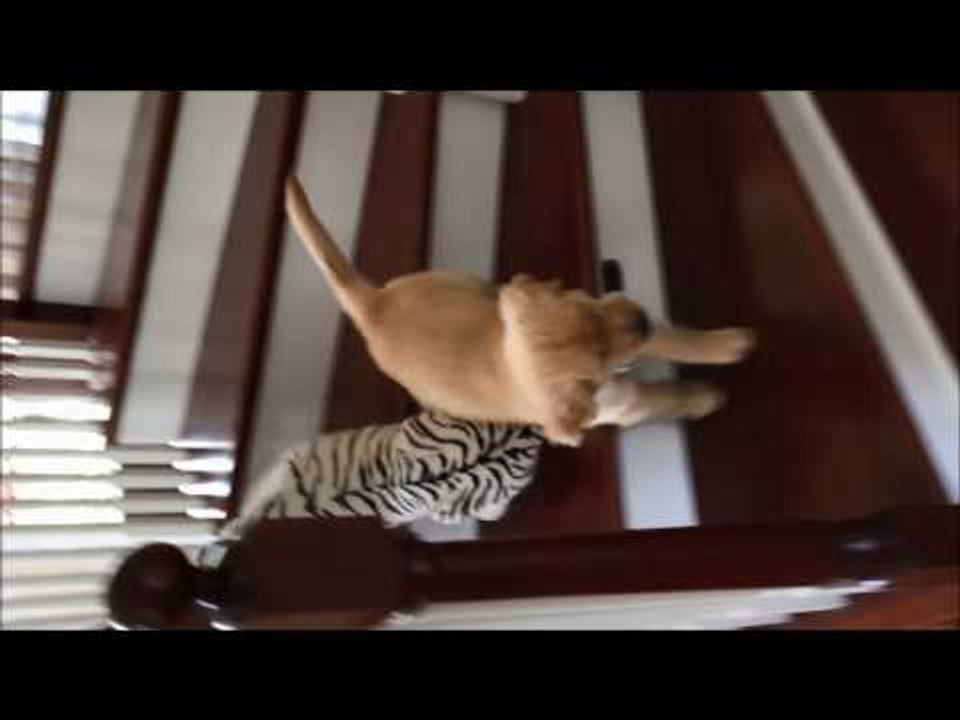 Golden Retriever Puppy Brings His Favourite Toy Wherever He Goes