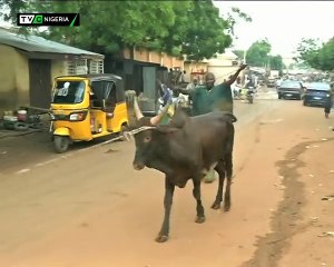 Cowboy narrowly escapes death as cow goes angry in Sokoto (video)