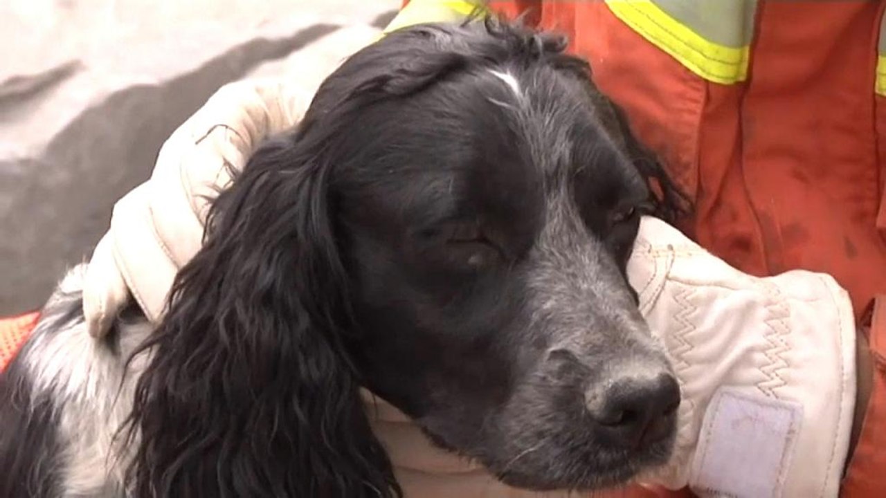 Spürhunde: Suchen bis zum Umfallen