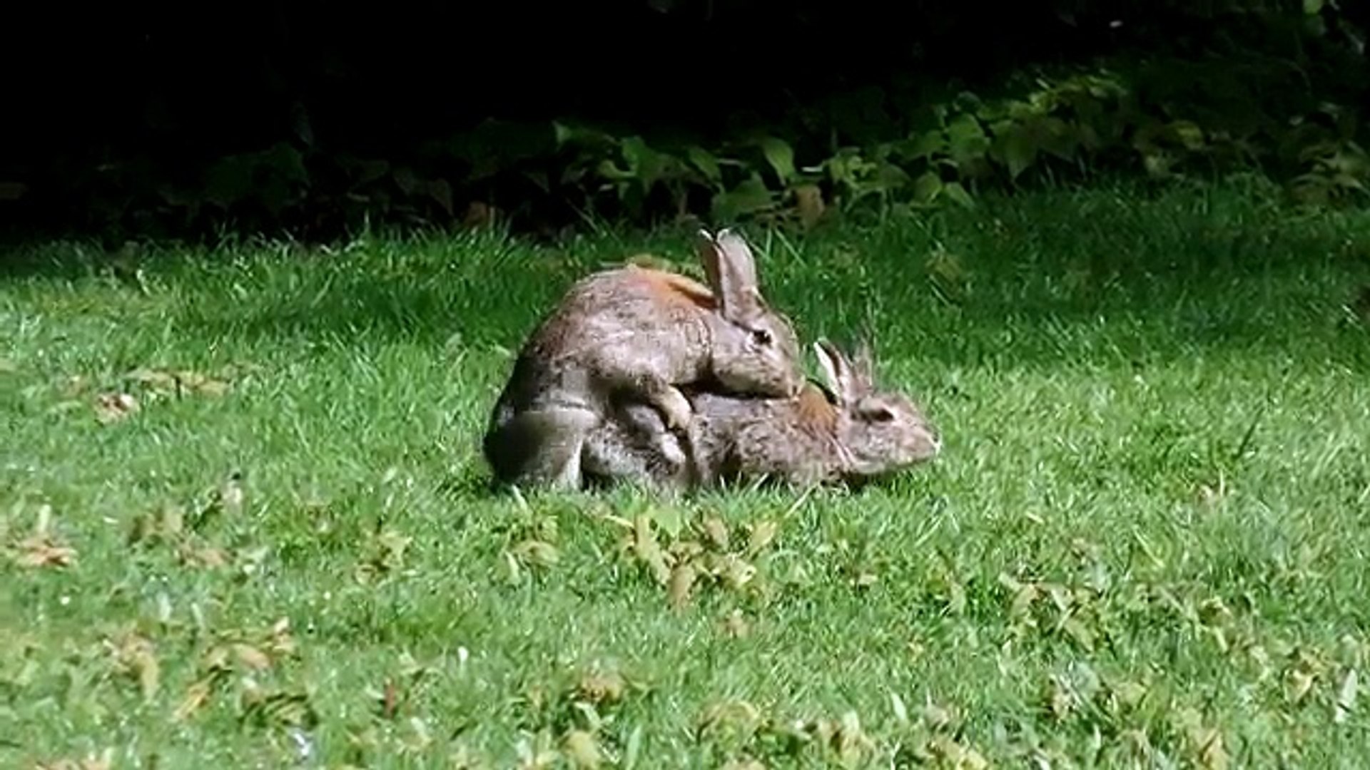 MATING RABBITS
