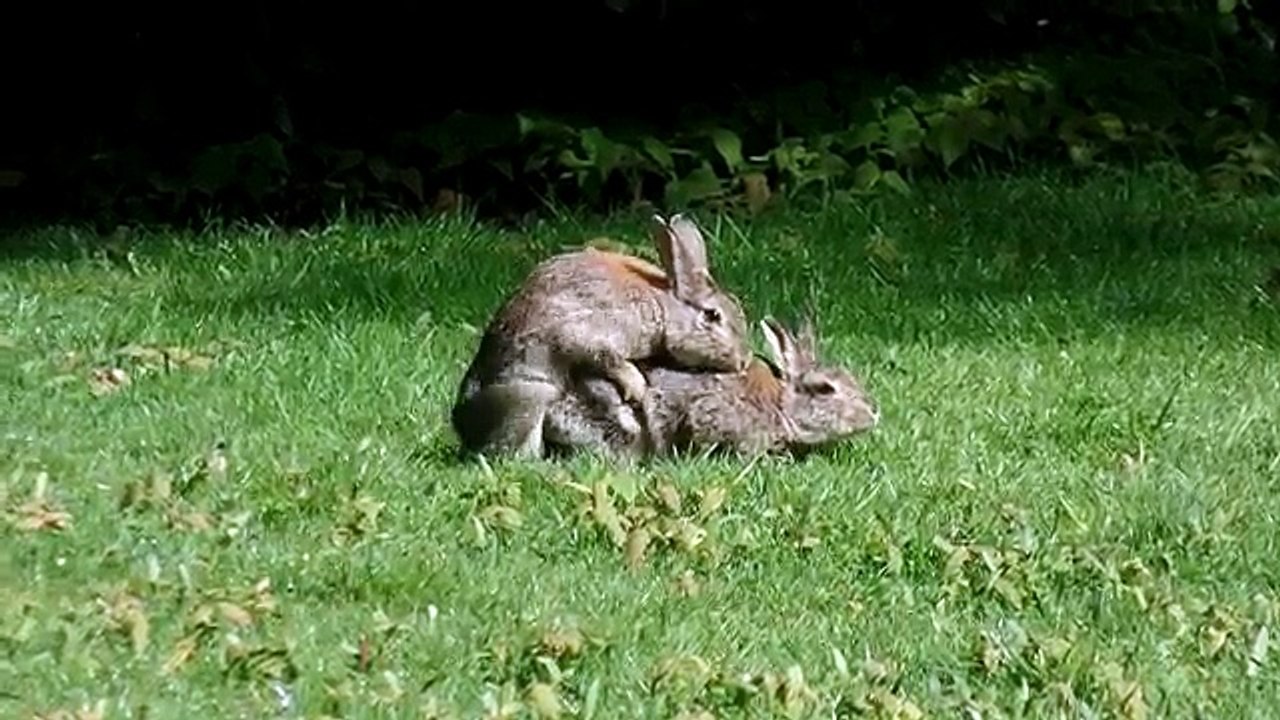 MATING RABBITS