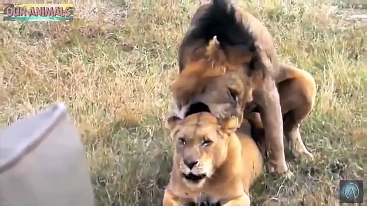 Wild Cats Mating - Lion, Tiger, Jaguar _ Black Jaguar, Leopard!