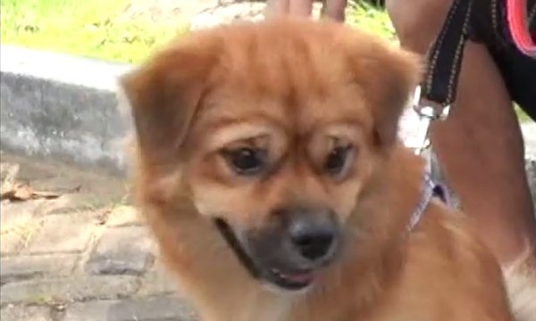 Waspada Rabies, Dinkes Pontianak Siapkan Vaksin Gratis