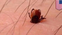 Tick season: Ticks are back again, here’s why you should beware of it