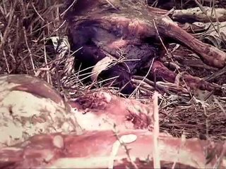 مجدي الجلاد يكشف عالم فيروسات الموت