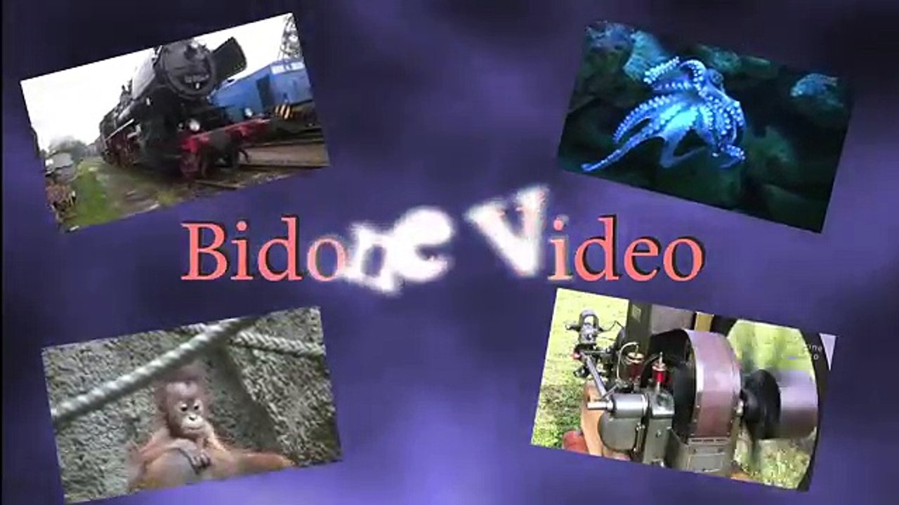 Affen _ Monkey _ Animal Mating