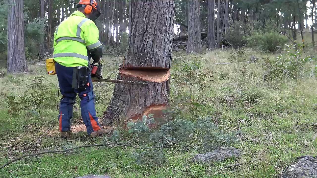 Twisting leaner on it stump